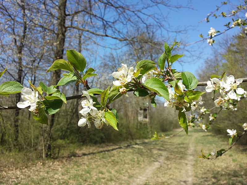 File:Malus sylvestris sl26.jpg