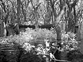 Mangroves of the Tonle Sap (3749547070).jpg