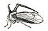 Hemiptera: Biologie, Évolution de la classification, Voir aussi