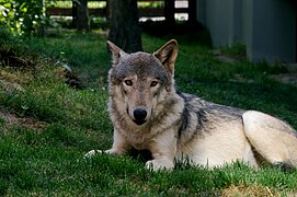 Wolf (Canis lupus)