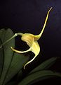 Masdevallia chasei flower