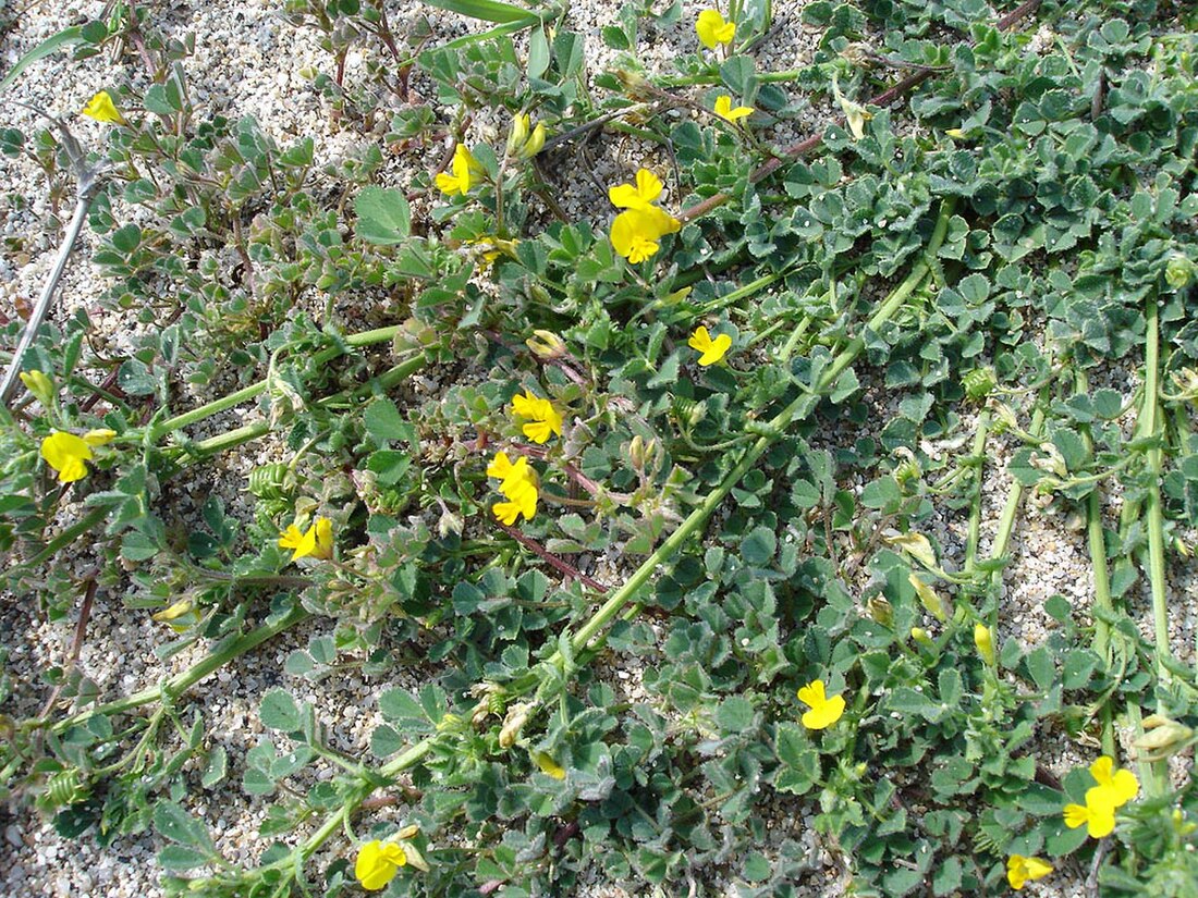 Medicago littoralis