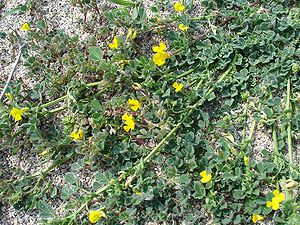 Medicago littoralis, flowering plant with unripe fruits