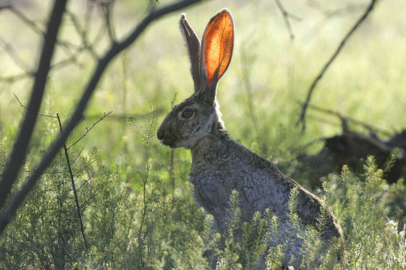 File:Medium shot of a jack rabbit.jpg