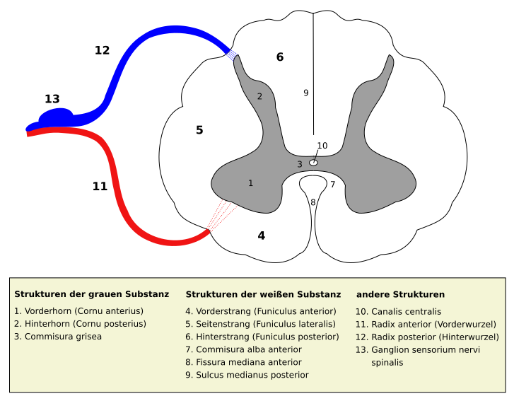 File:Medulla spinalis - Querschnitt - German and Latin.svg