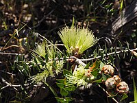 Melaleuca spectabilis