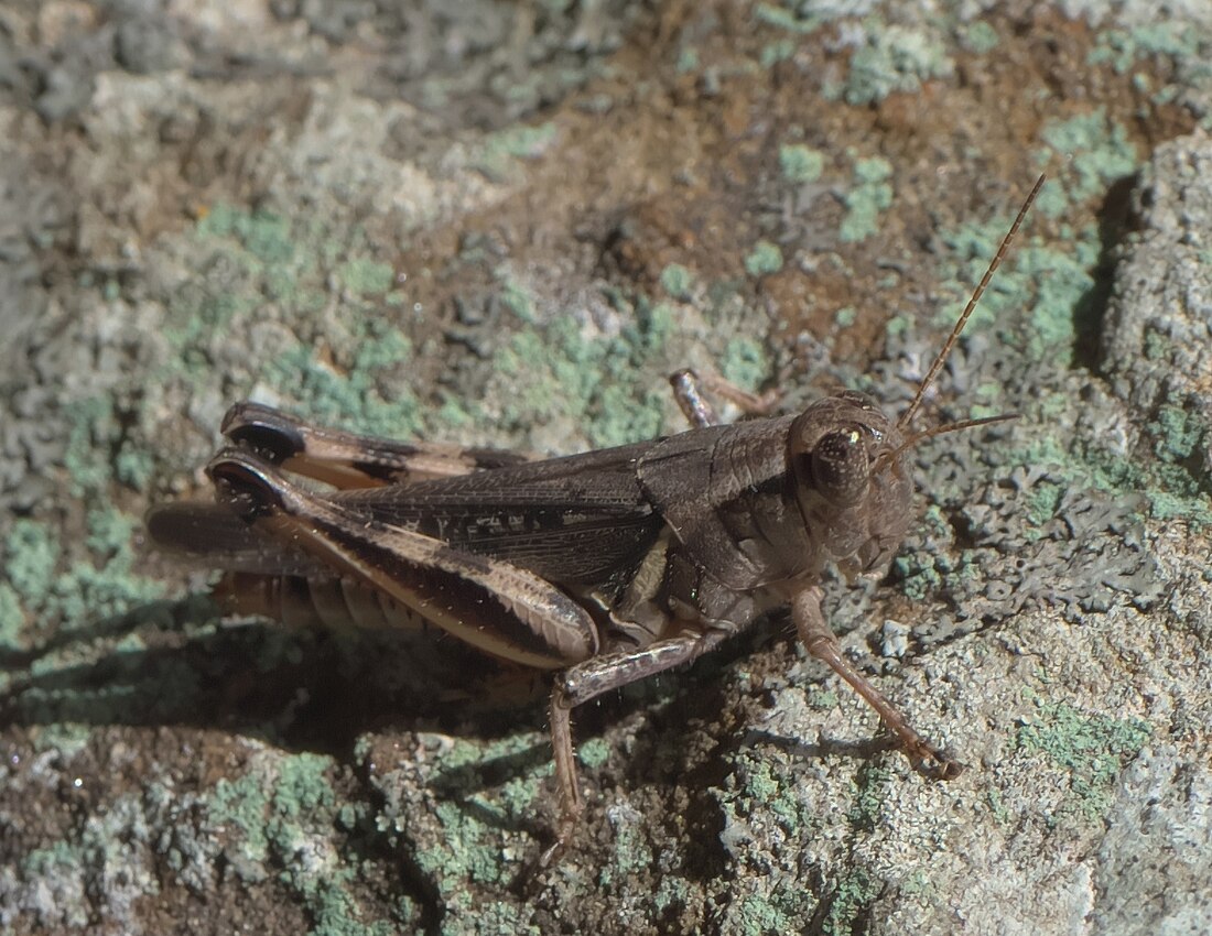 Melanoplus keeleri