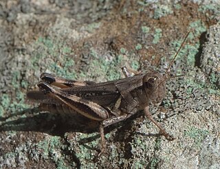 <i>Melanoplus keeleri</i> Species of grasshopper