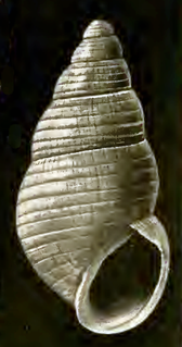 <i>Menestho exarata</i> species of mollusc