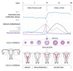 Category:Menstruation - Wikimedia Commons