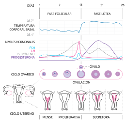 Menstruación