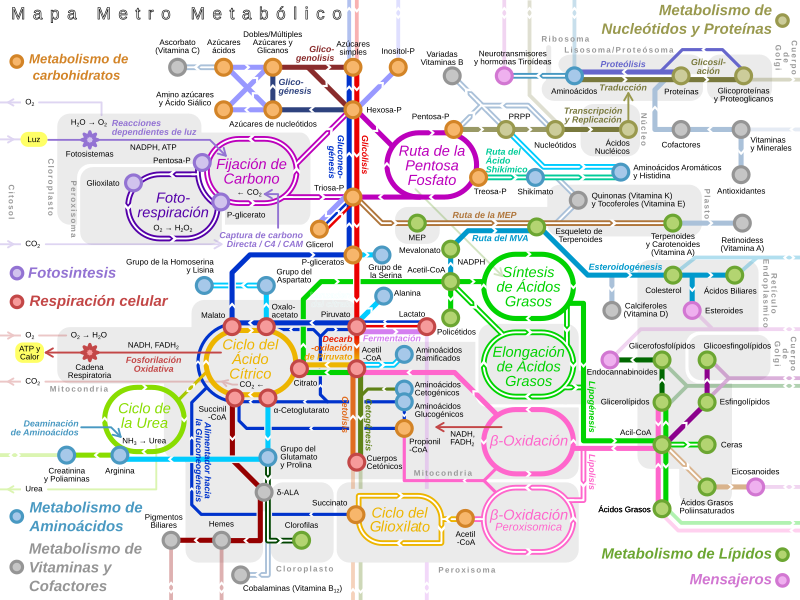 Metabolic Metro Map - es.svg