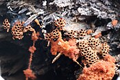 Metatrichia vesparium has small round sporangia that have spiral elaters to eject their lids and disperse their spores.[22]