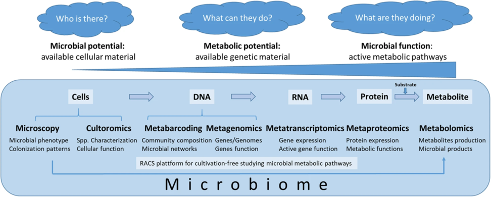 Methods for assessing microbial functioning Complex microbiome studies cover various areas, starting from the level of complete microbial cells (microscopy, culturomics), followed by the DNA (single cell genomics, metabarcoding, metagenomics), RNA (metatranscriptomics), protein (metaproteomics), and metabolites (metabolomics). In that order, the focus of the studies shifts from the microbial potential (learning about available microbiota in the given habitat) over the metabolic potential (deciphering available genetic material) towards microbial functioning (e.g., the discovery of the active metabolic pathways).※