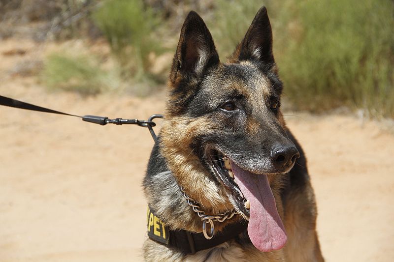 File:Military working dogs, handlers train 160623-A-AW123-007.jpg