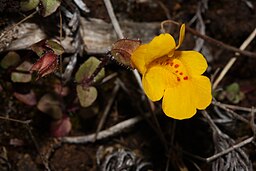 Mimulus guttatus 5649