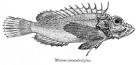 Miniatuur voor Minous monodactylus