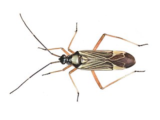 <i>Miris striatus</i> Species of true bug