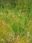 Molinia caerulea habitus.jpeg