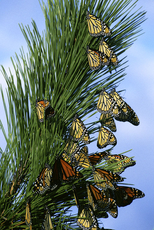 File:Monarch butterfly migration.jpg - Wikipedia