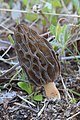 Morchella australiana