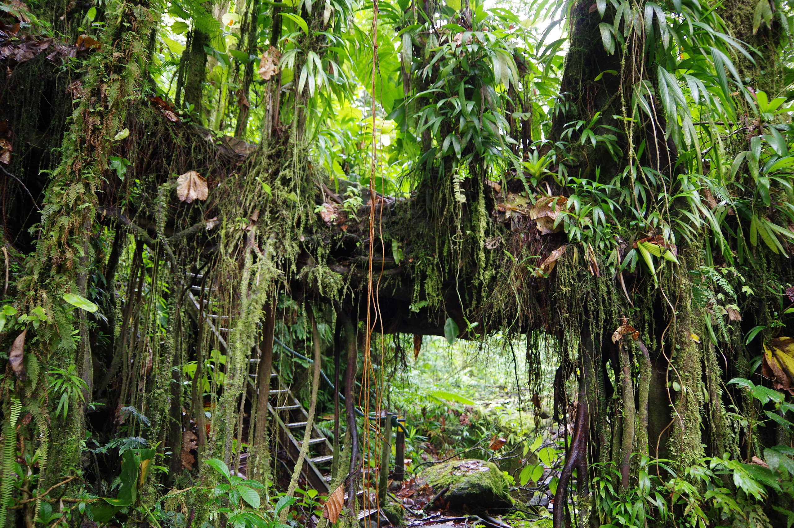 Джунглями называют. Лианы в джунглях. Тропические лианы Сахалин.