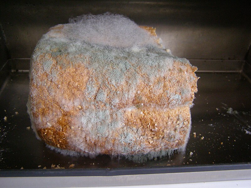 File:Mouldy bread.jpg