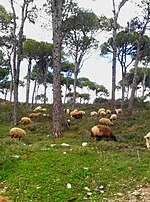 Thumbnail for File:Mount lebanon view.jpg