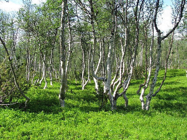 A stand of mountain birch at around 750 m in Trollheimen, typical of Scandinavian subalpine forests