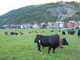 Valdostana Pezzata Nera Breed of cattle