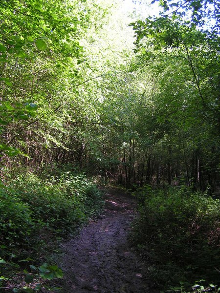 File:Muddy path through the woods, Blackland Farm. - geograph.org.uk - 182734.jpg