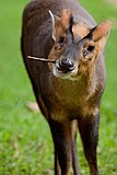 Muntjac-chines muntiacus-reevesi.jpg