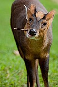 Muntjac de Reeves