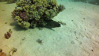 Moray eel at Shaab Paradise dive site