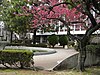 A flowering tree at Musashino University