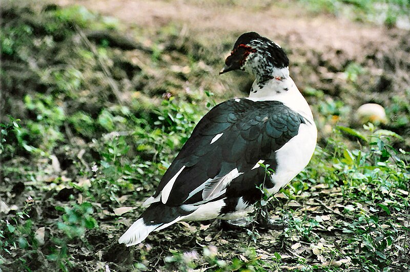 File:Muscovy Cairina moschata.jpg