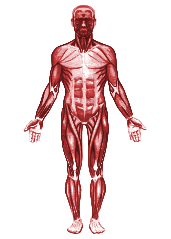 Мышцы картинка. Мышечная система система человека. Мышечная система человека анатомия. Мышечная система человека схема. Скелетные мышцы человека анатомия.