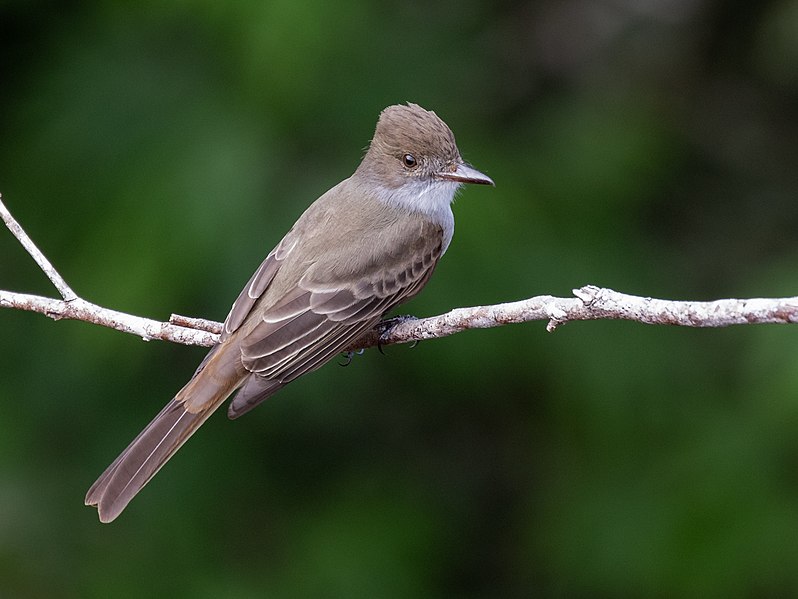 File:Myiarchus swainsoni - Swainson's Flycatcher; Iporanga, São Paulo; Brazil.jpg