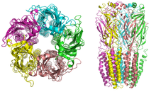 Nikotinrezeptor von der Synapse und von der Seite