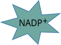 Nicotinamide Adenine Dinucleotide Phosphate (Reduced) (NADP+) Symbol