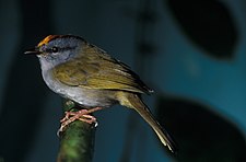 Russet-crowned warbler