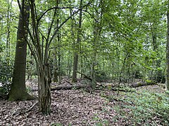 Erlen-Bruchwald im Naturschutzgebiet Spörkelnbruch (Hilden)