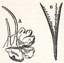 Anthocerotophyta