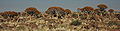 Quivertree Forest près de Keetmanshoop