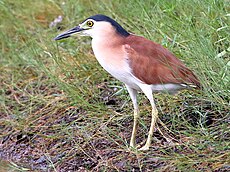 Nankeen night-heron 1385.jpg