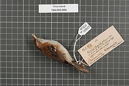 Naturalis Biodiversity Center - RMNH.AVES.148605 1 - Vireo bairdi Ridgway, 1885 - Vireonidae - bird skin specimen.jpeg
