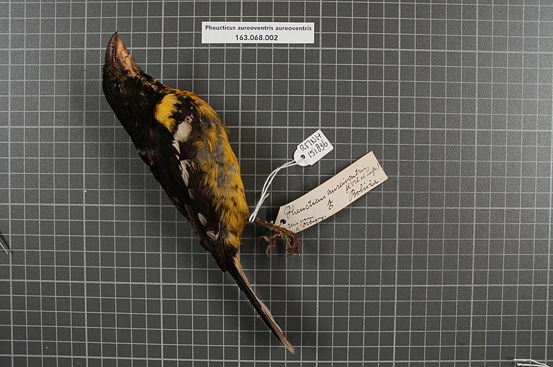 File:Naturalis Biodiversity Center - RMNH.AVES.151836 1 - Pheucticus aureoventris aureoventris d'Orbigny and Lafresnaye, 1837 - Emberizidae - bird skin specimen.jpeg