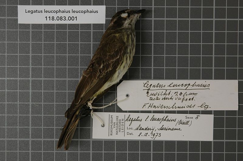 File:Naturalis Biodiversity Center - RMNH.AVES.71964 1 - Legatus leucophaius leucophaius (Vieillot, 1818) - Tyrannidae - bird skin specimen.jpeg