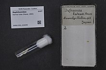 Naturalis биоалуантүрлілік орталығы - RMNH.MOL.226099 - Kermia lutea (Pease, 1860) - Raphitomidae - Mollusc shell.jpeg