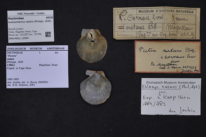 File:Naturalis Biodiversity Center - ZMA.MOLL.12504 - Austrochlamys natans (Philippi, 1845) - Pectinidae - Mollusc shell.jpeg